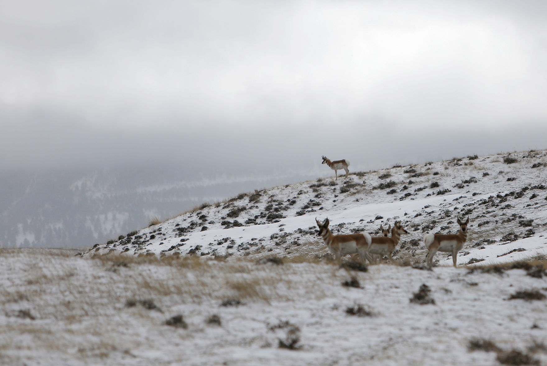 Pronghorn